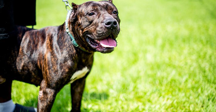 Texas Student Mauled to Death While Pet-Sitting Pit Bulls After Warning of Sudden ‘Change’ in Dogs