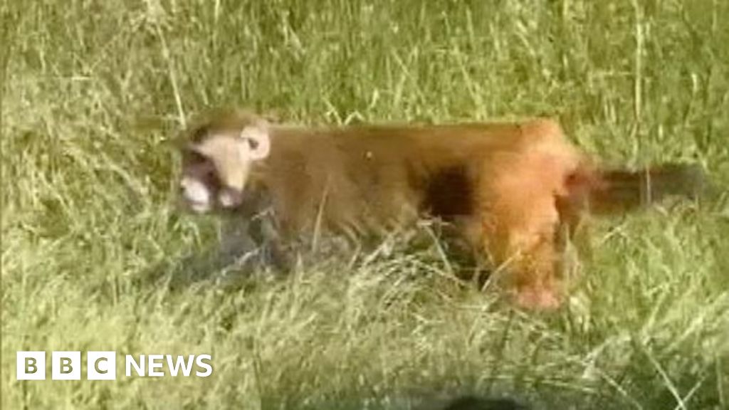 Mississippi mum fatally shoots escaped research monkey