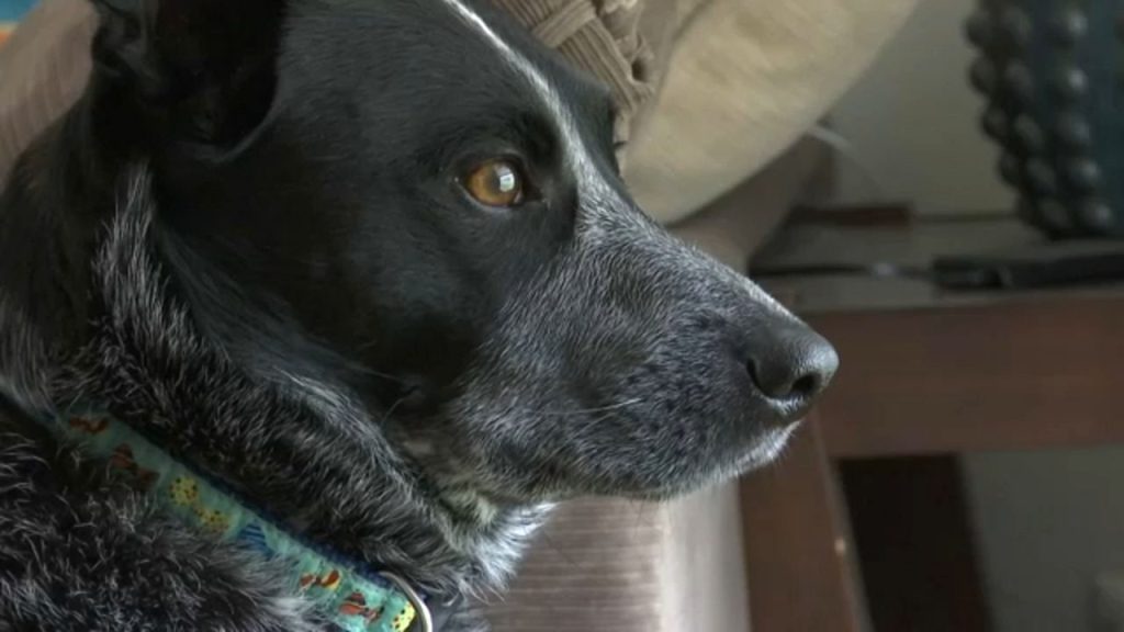 BBB: Pet scams continue to be a problem for New Yorkers