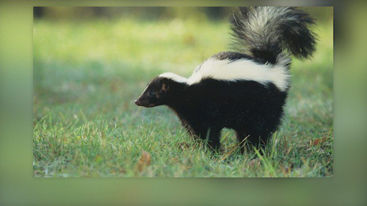 Kerr County reports eighth rabies case of 2025 after skunk tests positive, officials say