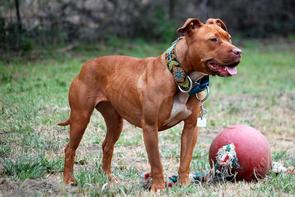 Brooklyn Community Calls for Action After Series of Violent Dog Attacks in Coney Island