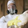 BREAKING: First human infected with rare strain of bird flu dies, Washington state announces