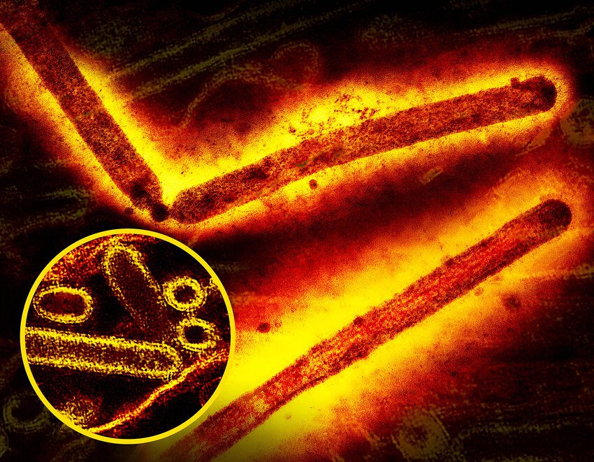 Grays Harbor County resident dies from complications of avian influenza