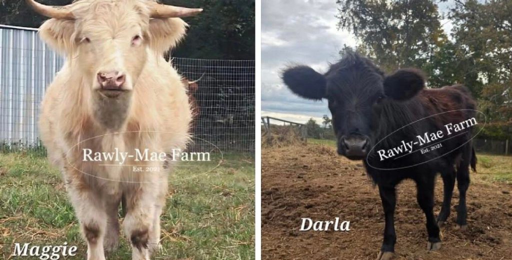 Cows Escape and Are On the Run in Egg Harbor Township