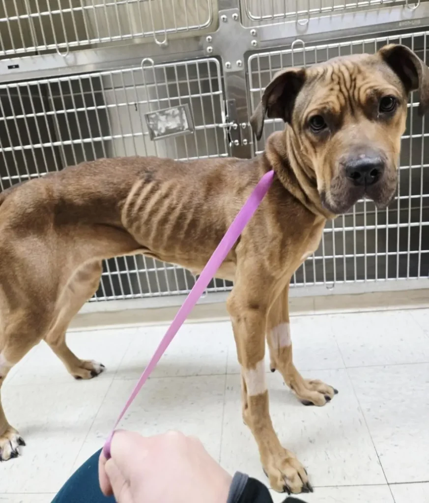 CT man charged with animal cruelty after discovery of ‘severely malnourished’ dog