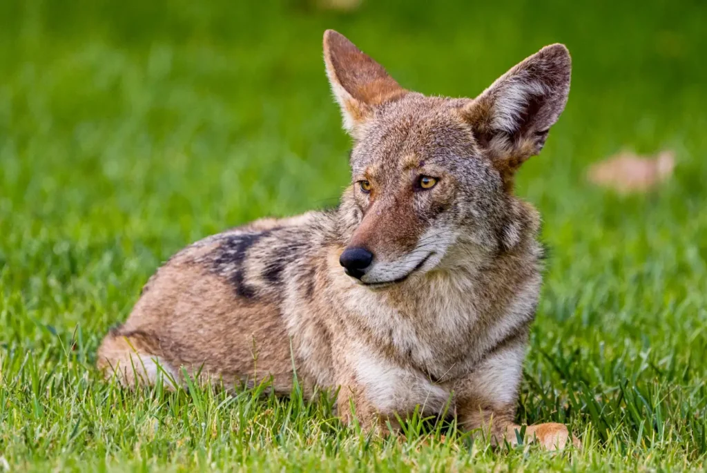 Child, 3, bitten by coyote in University City