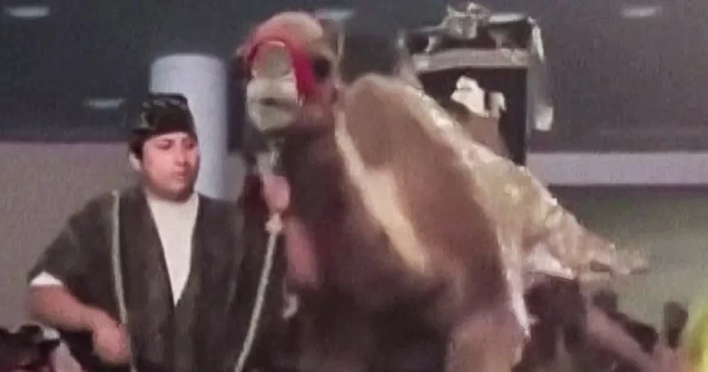 Woman kicked by camel during Christmas performance at Houston church