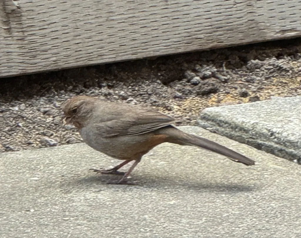 What caused damage to a Campbell house finch’s beak?