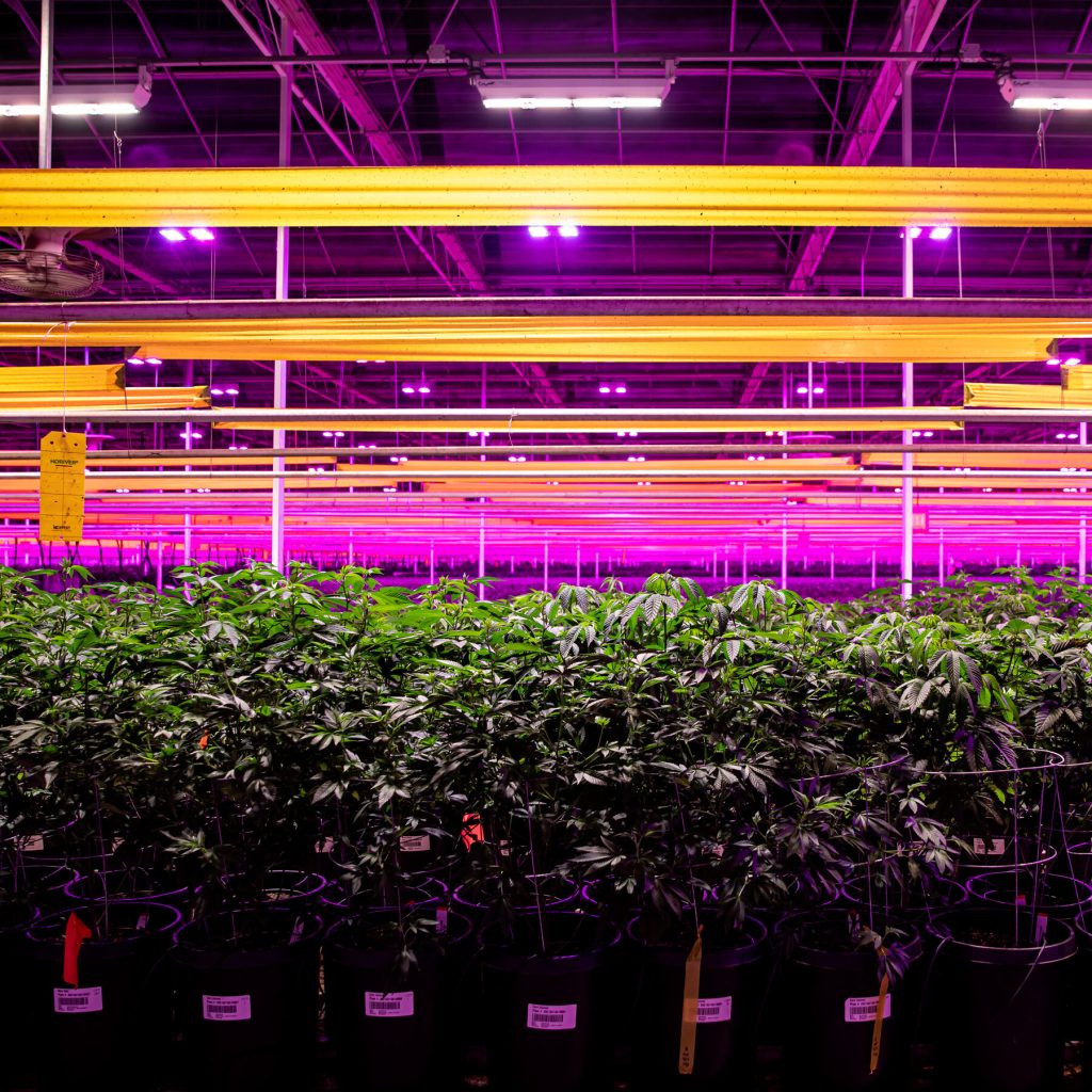 Trump Signs Order to Ease Restrictions on Marijuana