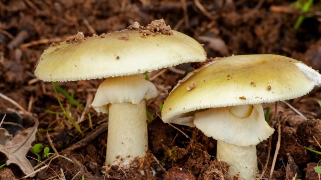 1 killed, more than 20 poisoned from death cap mushrooms in California, officials say