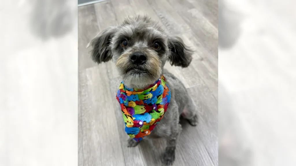 Poodle mix Rex just wants to find his forever home