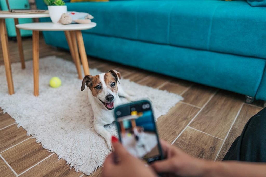 6 surprising tax breaks every pet owner should know about