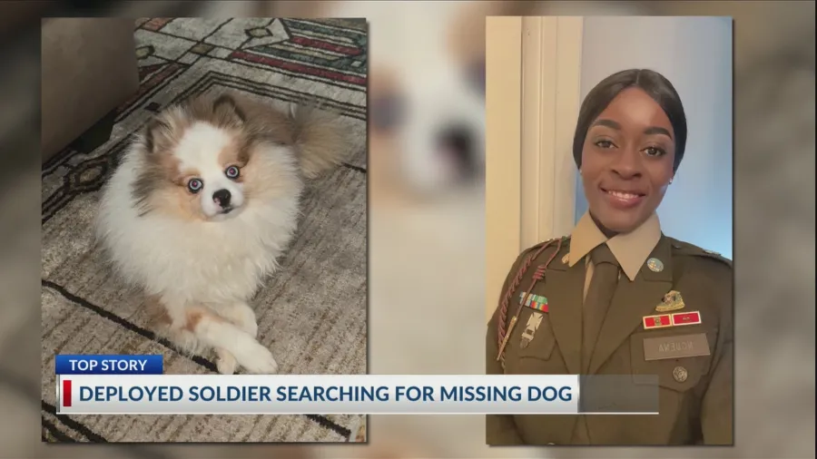 Deployed soldier told dog is dead after leaving it with sitter, unsure of condition