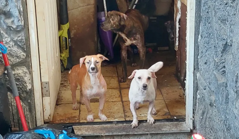 San Ysidro man sentenced for cruelty after 34 animals rescued from flooded home