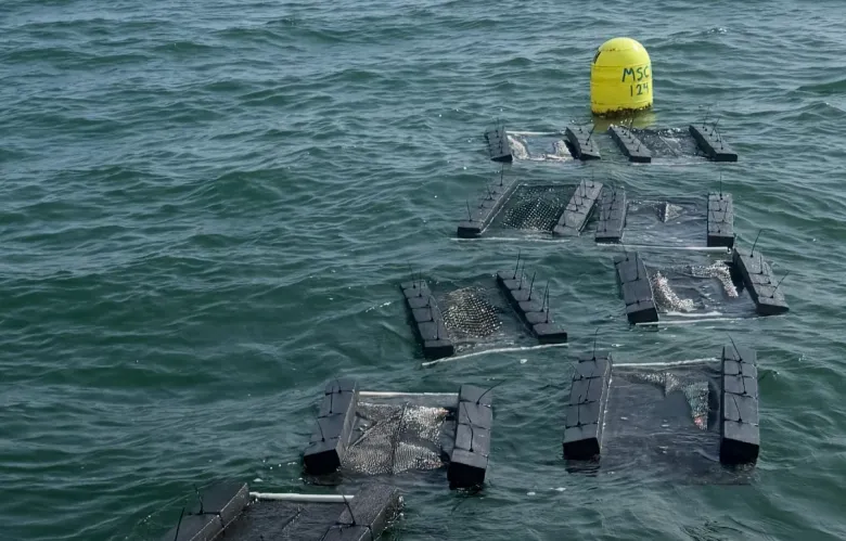 Unusual oyster farm heist leaves Portland couple reeling