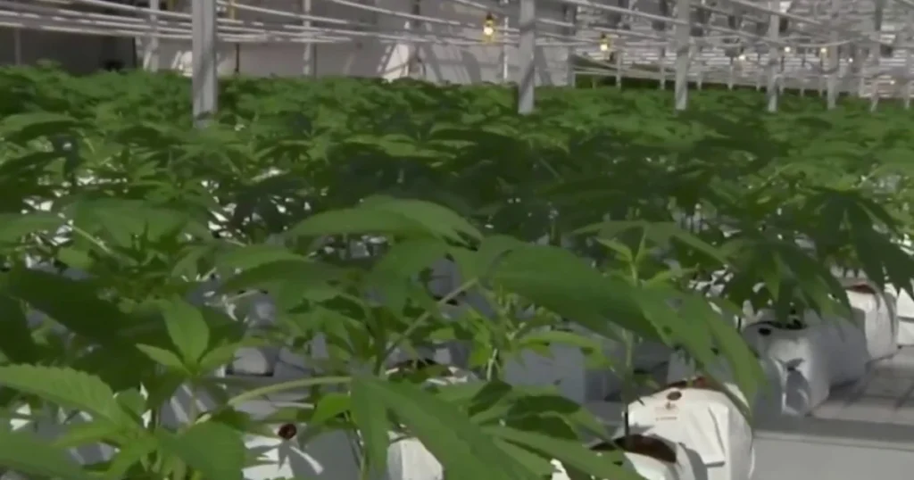 Trump expected to ease cannabis restrictions through executive order