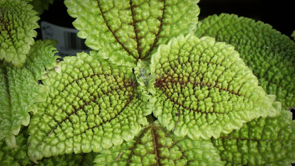 The indoor plant everyone wants: resistant, easy to care for, and fast-growing