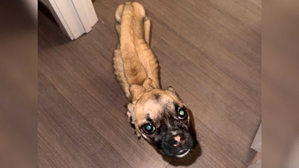 Mass. man charged in connection with emaciated dog case