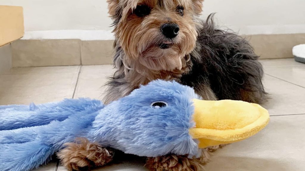 The best holiday gifts for dogs and cats (and their owners, too)