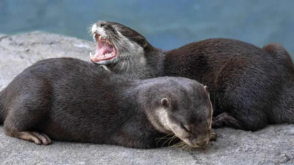Santa Ana Zoo unveils River’s Edge, a new immersive multi-species exhibit