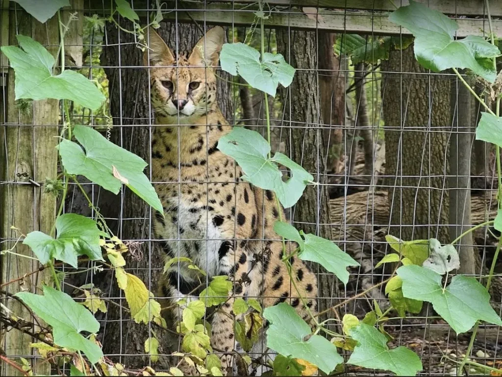 Wild cat dies after escape from Berks County wildlife center