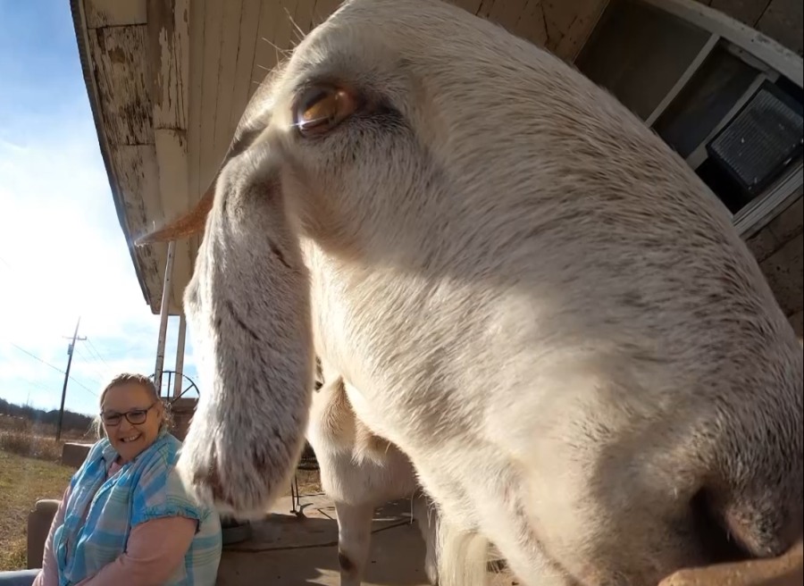 He’s got her goat: One big kid and a woman in Perry who won’t ever give him up