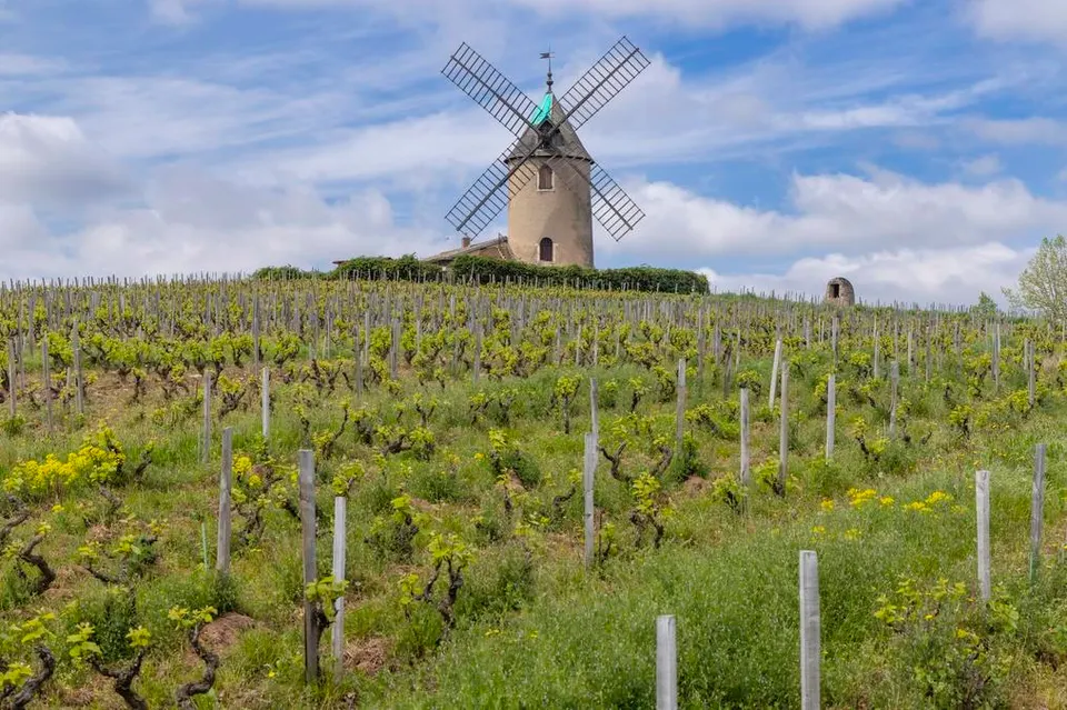 Beaujolais Remains One Of The Wine World’s Smartest Buys