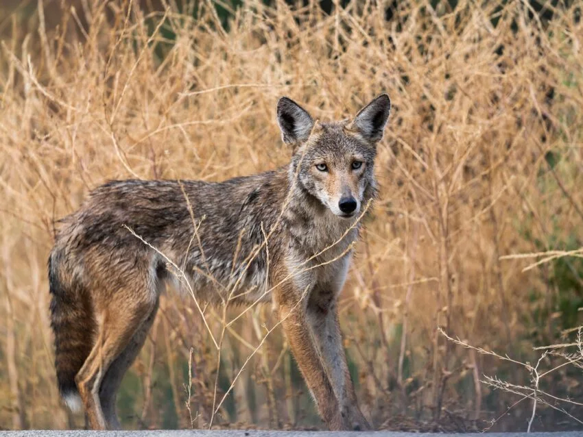 Warning issued after 2 dogs killed by coyotes in Mass. town