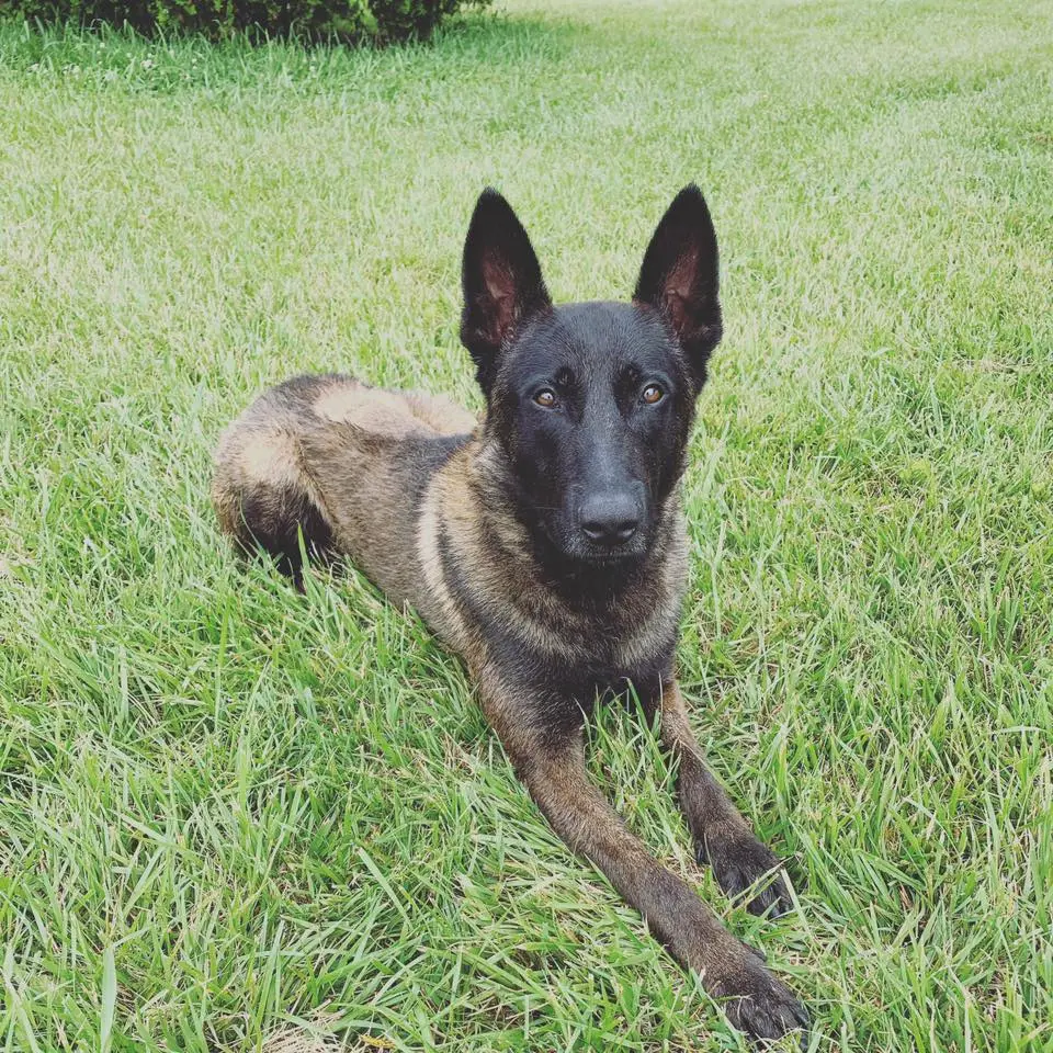 Man who bit NC police dog charged with assault