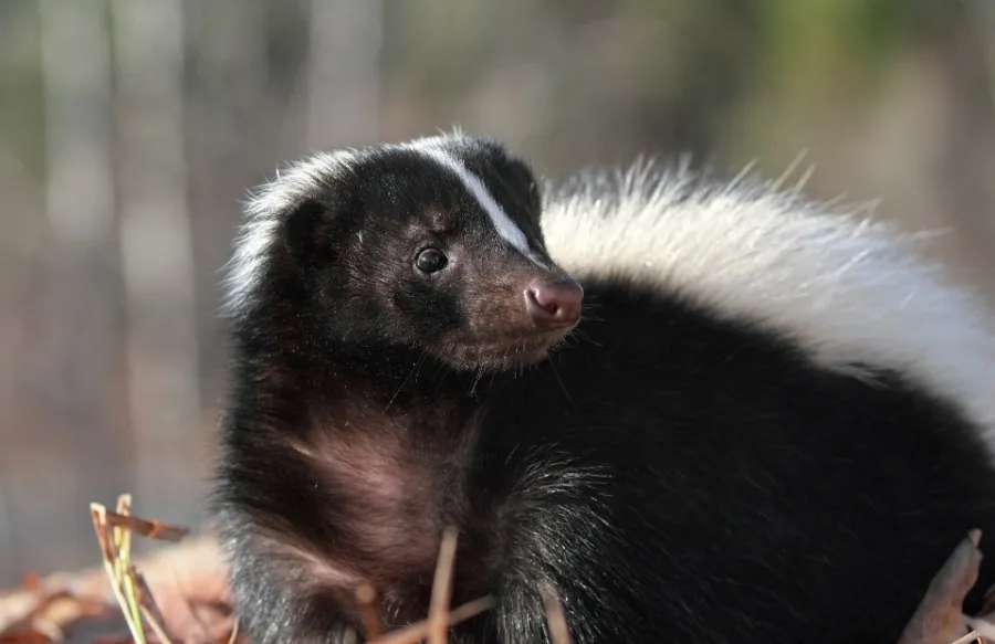 Man dies from rabies after receiving donor kidney from skunk attack victim: CDC report