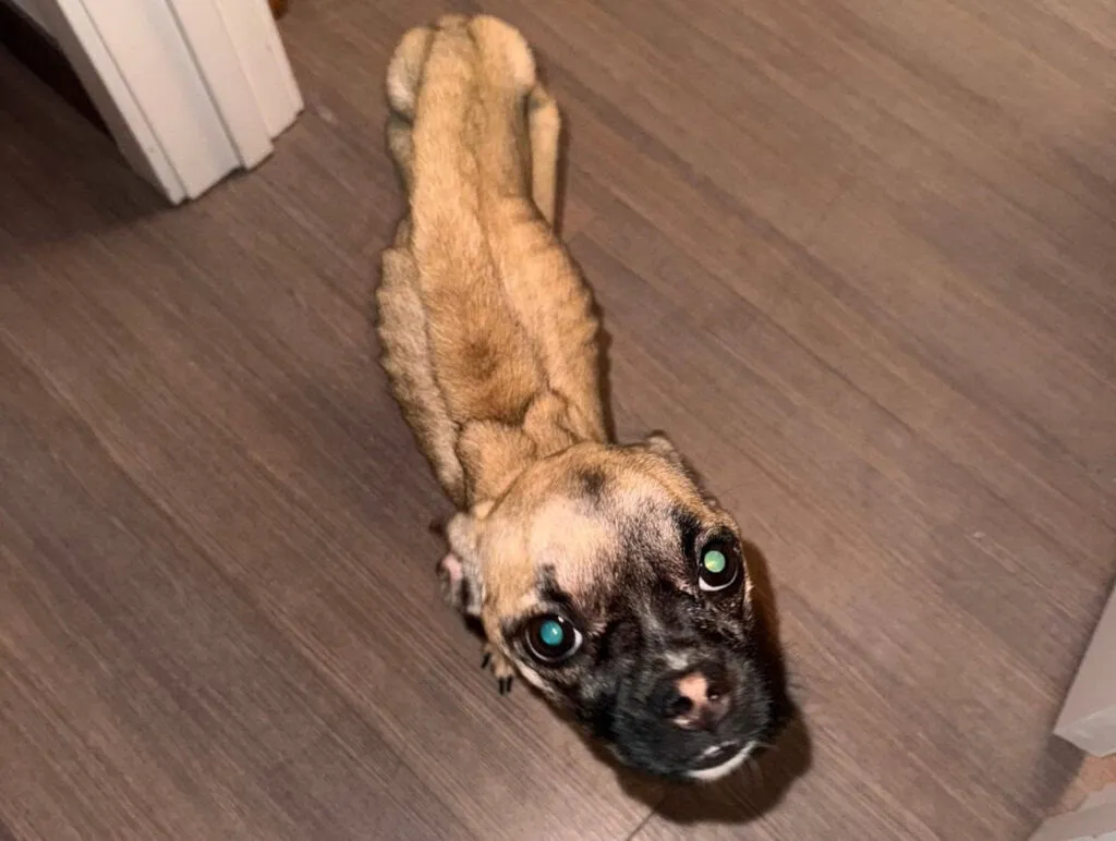 Massachusetts man accused of animal cruelty: His puppy ‘Sprout’ was severely malnourished