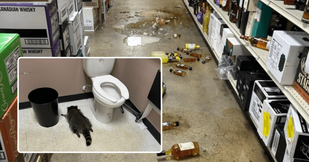 Booze bandit: Raccoon breaks into Virginia liquor store, passes out in bathroom
