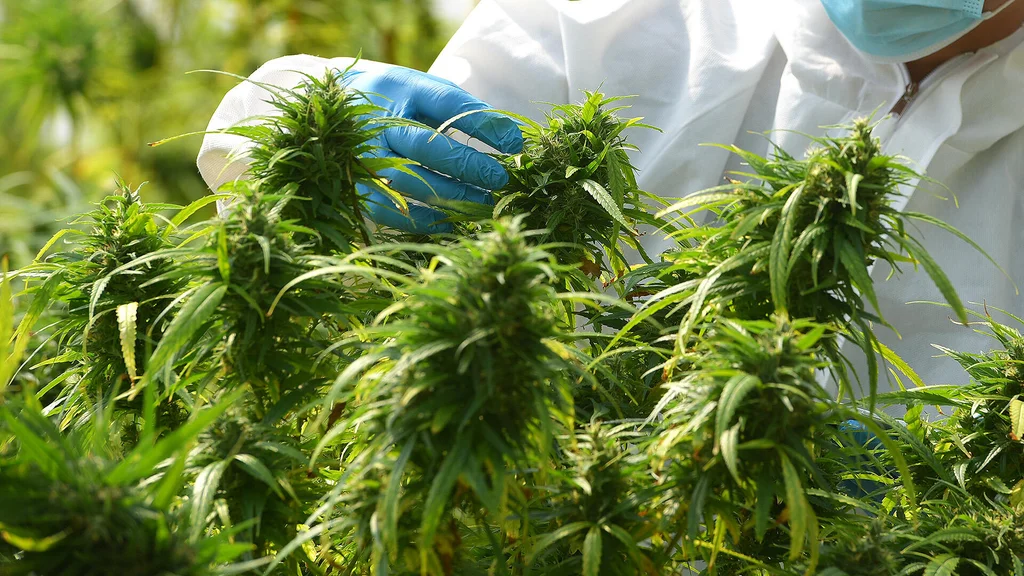 Law enforcement group alleges fraud in Massachusetts cannabis industry. “They’re ripping off the consumer”