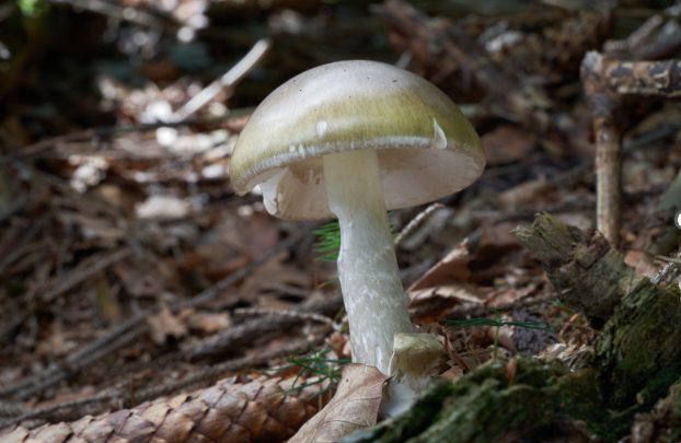 Cali officials warn aboutforaging wild mushrooms