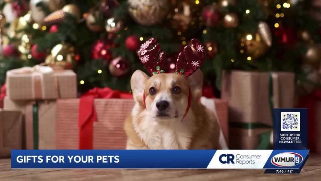 Spoil your pets with Consumer Reports-tested products