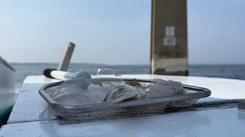 Watermen, fishermen challenge regulations under new Trump administration order