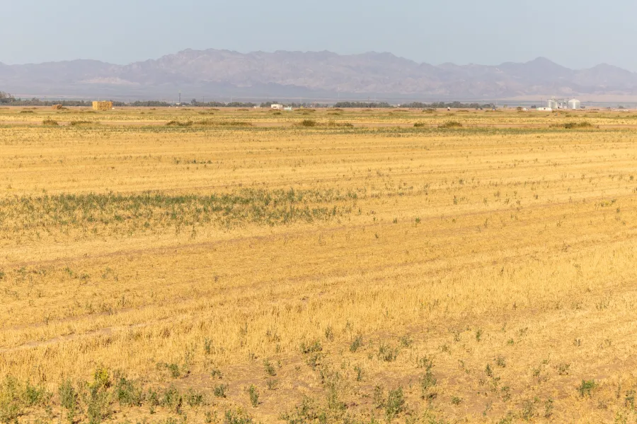 Wife of Southern California farming magnate shot dead amid ongoing divorce