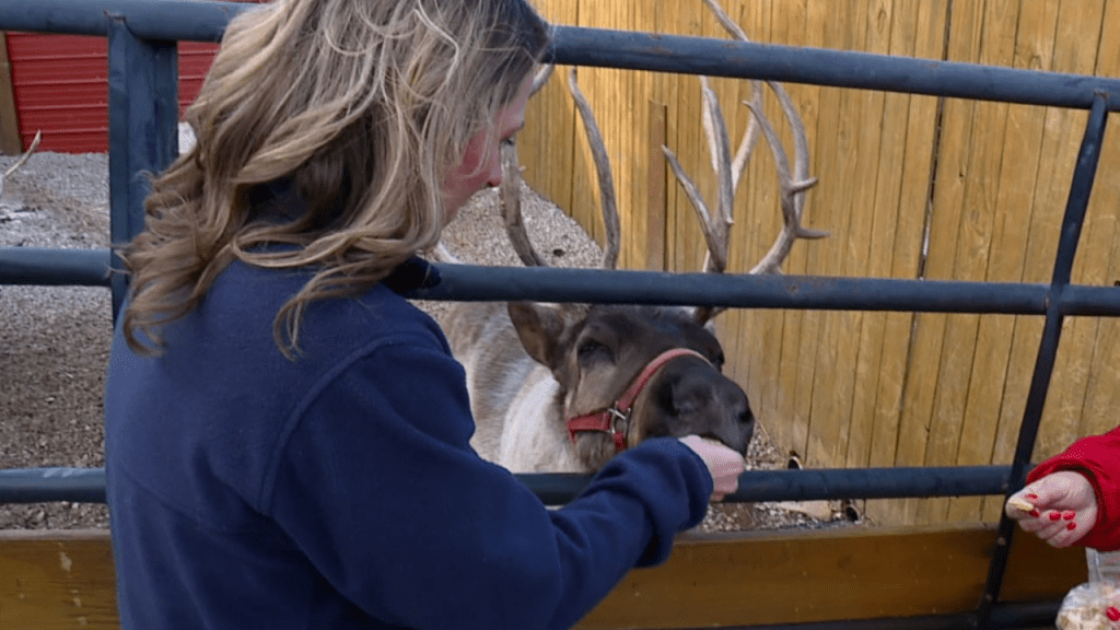 They are family to us’ | Real reindeer spark Christmas joy for families at Dearborn County farm