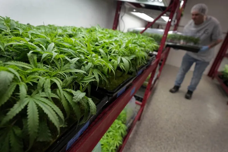 A big shift in federal Marijuana policy may impact Utah medical research