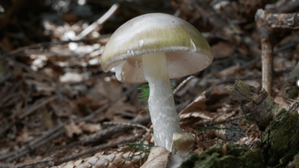 Health officials warn against mushroom foraging after fatal poisoning