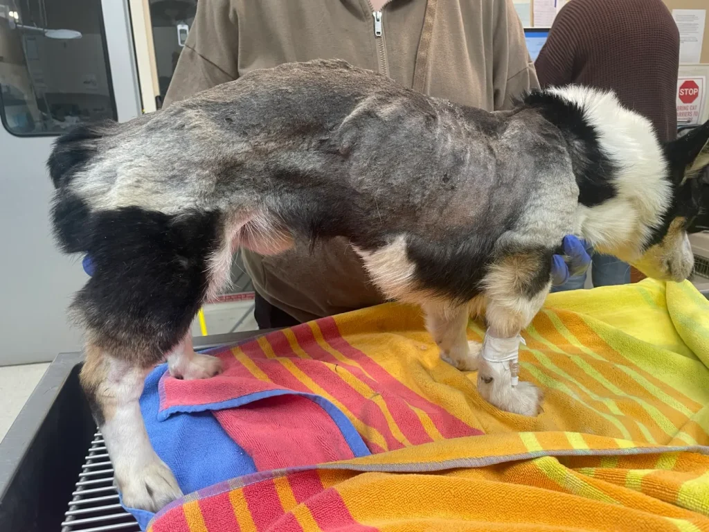 CT man, woman face animal cruelty charges after police find two ‘severely emaciated’ dogs