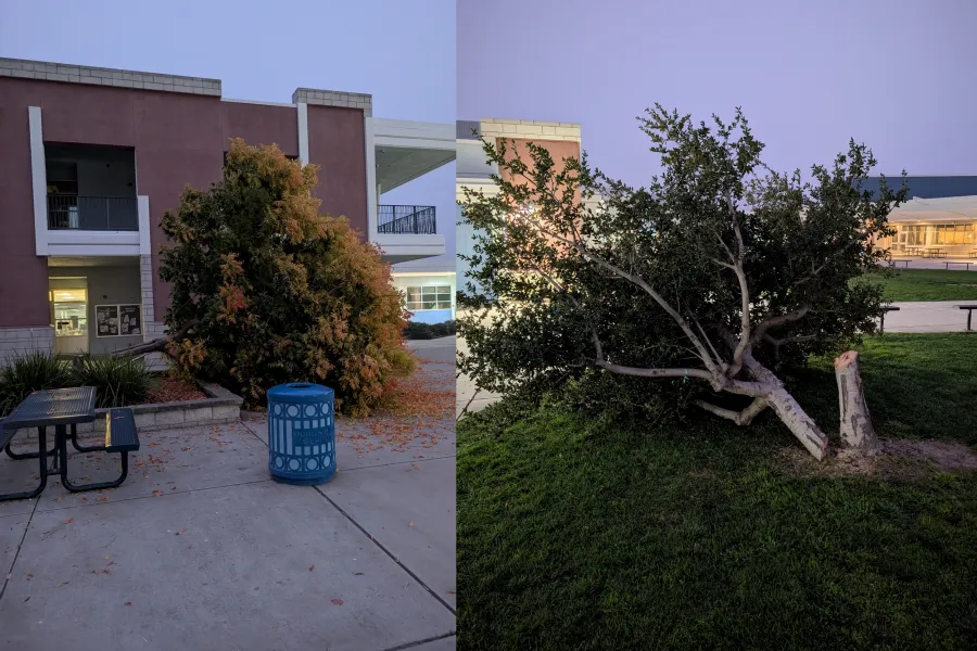 Vandals sought after 8 trees cut down at Dublin school
