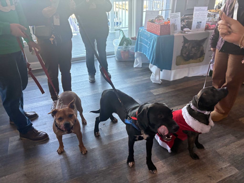 Adoptable dogs find homes at Quincy holiday event