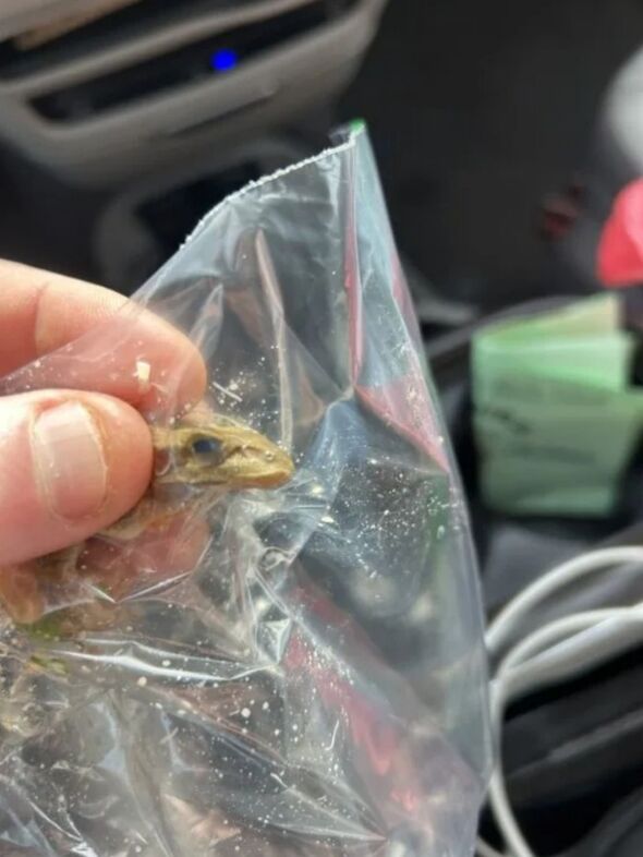 Woman finds frog in Kroger salad and earns $100 gift card from store in apology