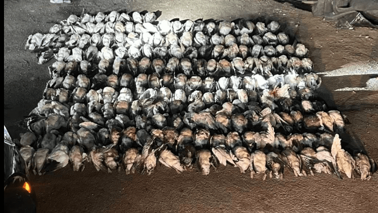 Investigation underway after 207 geese were found slaughtered, dumped