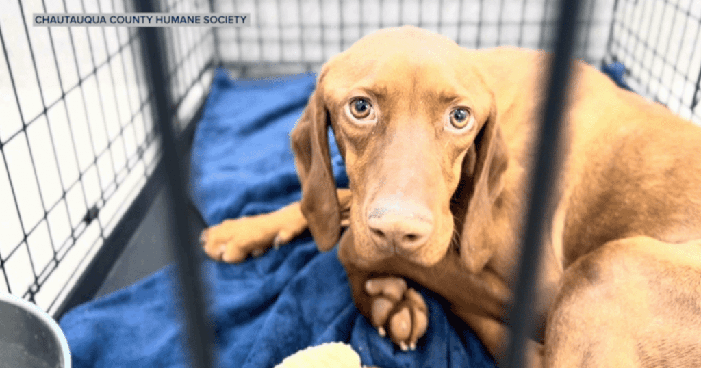 Chautauqua County authorities seize 19 dogs from unheated barn in animal cruelty case