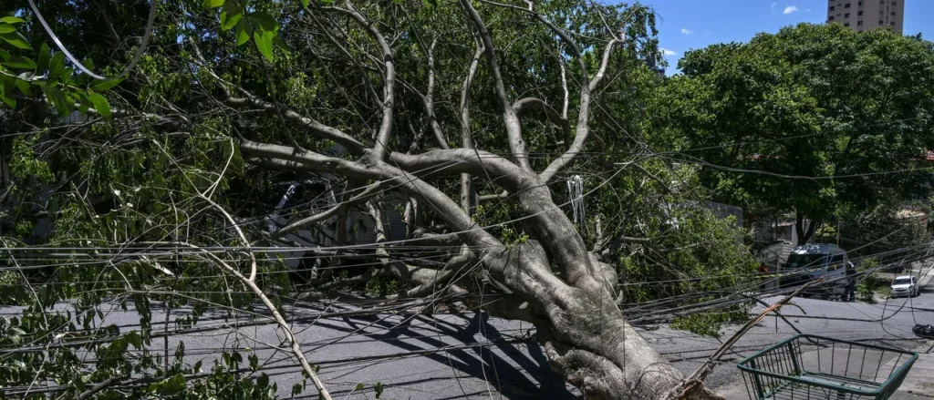 Two Children Critically Injured By Falling Tree While Waiting For Bus During Powerful Winds In Idaho