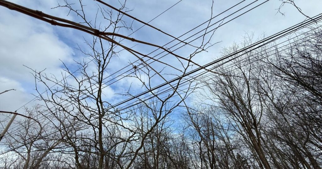 West Seneca residents frustrated due to power outages from dead trees