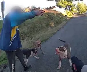 Dog killed, 8 injured when 4 dogs attack in Bremerton neighborhood