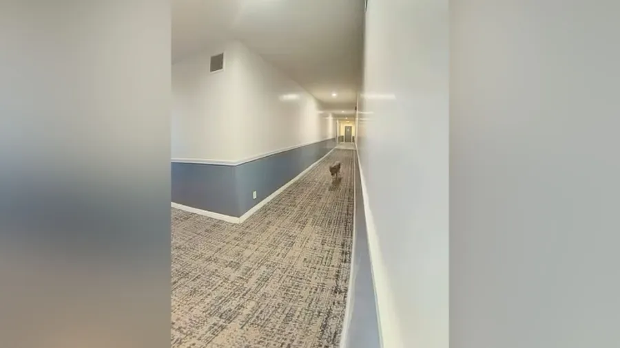 Video shows coyote running through Hollywood apartment hallway